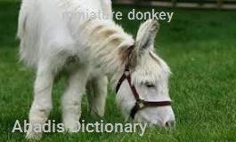 miniature donkey